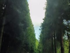 -武陵山森林公园