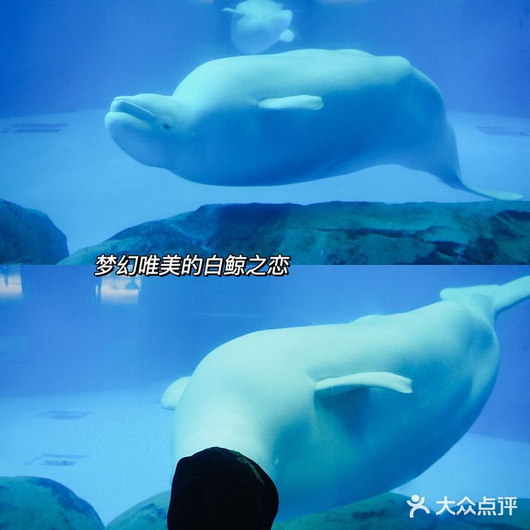 亲子｜成都海昌极地海洋公园不可错过的项目