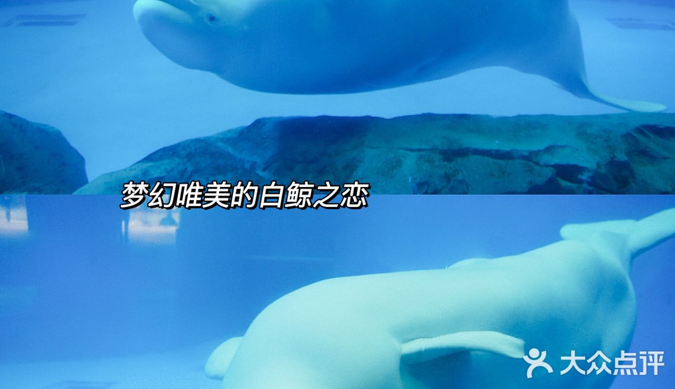 亲子｜成都海昌极地海洋公园不可错过的项目