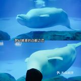 亲子｜成都海昌极地海洋公园不可错过的项目