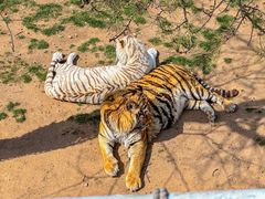 -西霞口神雕山野生动物世界