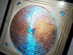 -上海昆虫博物馆