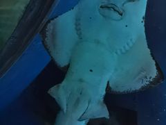 -暹罗海洋世界