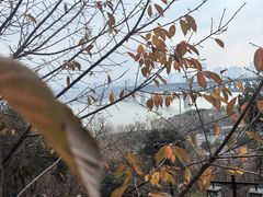 -刘胖子家常菜·蹄花焖藕(中南店)