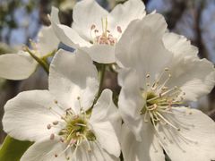 -鲜芋仙·芋圆·仙草(天津鲁能城店)