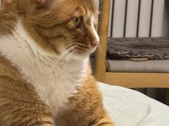 -纳吉亚猫专科动物诊疗中心(蒋宅口分院)