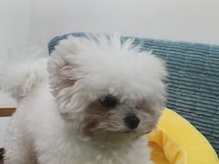 -佳雯宠物医院·皮肤科·内外科(春晓路分院)