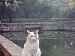 -西园寺素食(西园弄戒幢律寺店)
