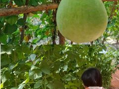 -前小桔亲子创意农场·草莓采摘·露营烧烤