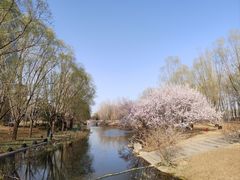 -大望京公园