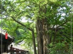 -红螺寺