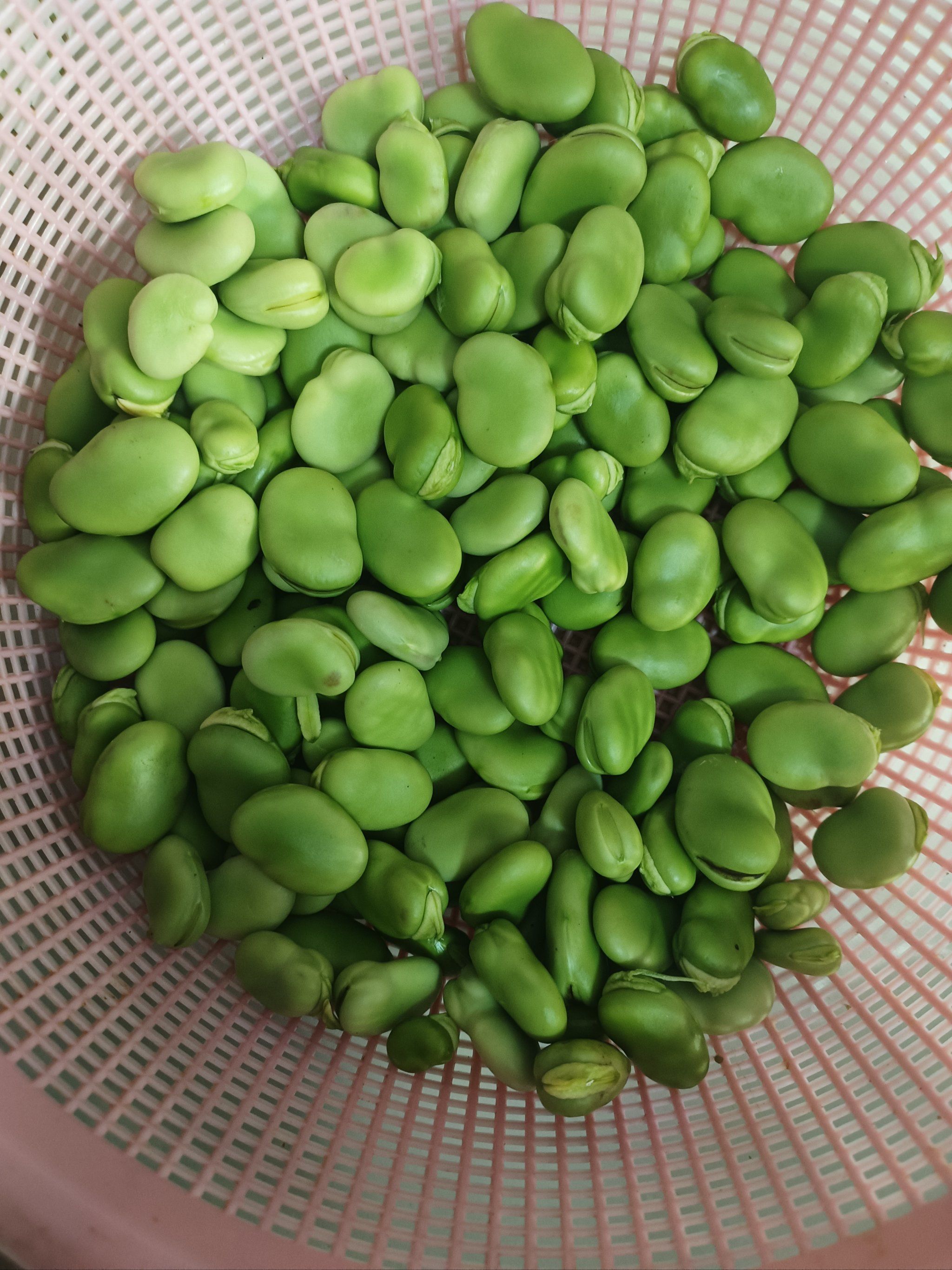 美味的蚕豆