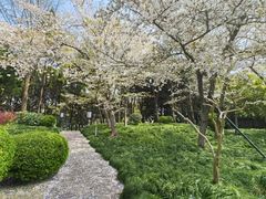 -嘉定紫藤园
