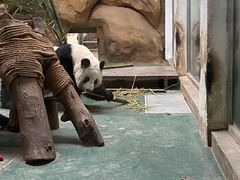-成都动物园