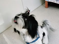 -全心全意连锁动物医院(加州店)