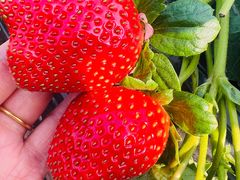 -南国桃园旅游度假区