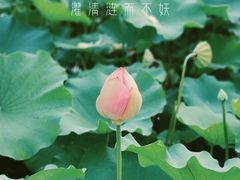 -黄兴公园
