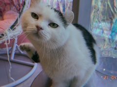 -藏猫猫咖啡主题馆(中央大道店)