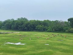 -北京麋鹿生态实验中心