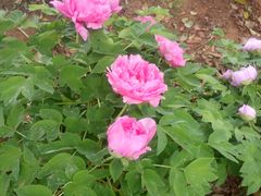 -洛阳郁金香牡丹园