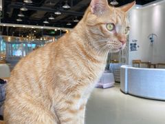 -藏猫猫咖啡主题馆(中央大道店)