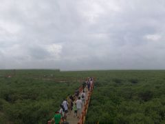 景点-北海金海湾红树林生态旅游区