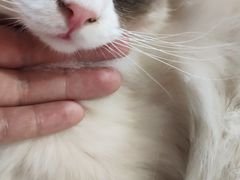 -李小姐の猫咖啡馆(五角场店)