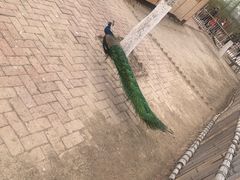 -齐齐哈尔龙沙动植物园