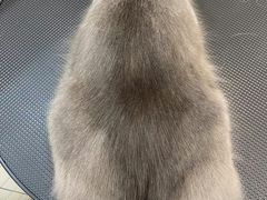 -猫力发电所·宠物专门店