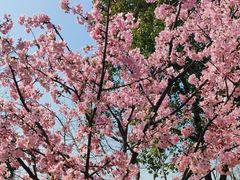 -顾村公园
