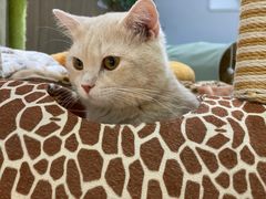 -COLOR PETS 撸猫馆·购猫·猫咖(长风大悦城店)