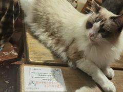 -猫猫幼稚园·撸猫·桌游·电玩