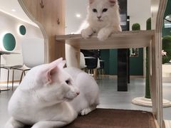 -飞行喵MR PILOT|猫舍·猫咖(静安大融城店)