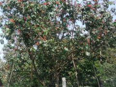 -樱桃山旅游景区