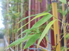 -白石龙音乐公园