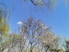 -莲花池公园