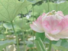 -桂湖森林公园