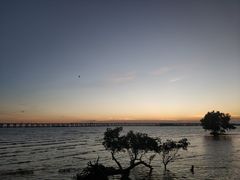 -宝安西湾红树林湿地公园