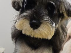 -翊宠yipet猫狗购宠庄园犬舍•猫舍