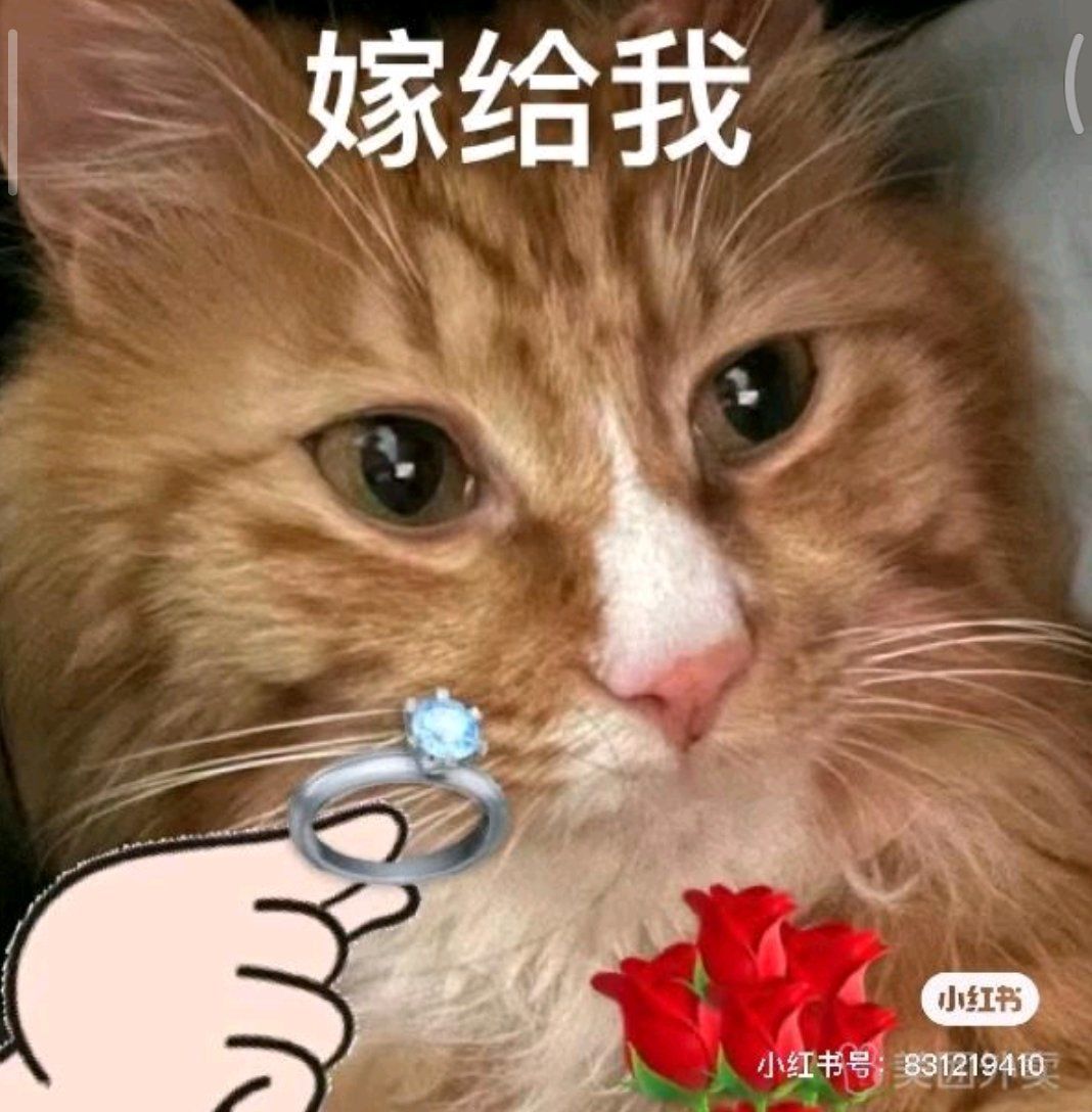 猫咪表情包大放送
