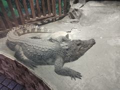 -上海大自然野生昆虫馆(东方明珠·爬宠昆虫探索中心)