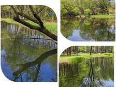 -上海共青森林公园