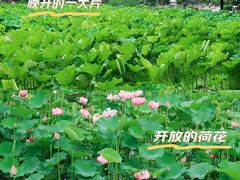 -沐仙湖湿地公园