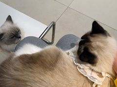 -怪兽屋·羊驼·猫咖·狗咖(俊华广场店)