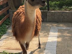 -大连森林动物园