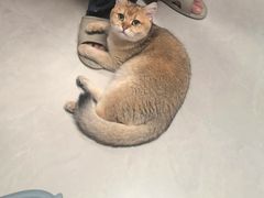 -纳吉亚猫专科动物诊疗中心(蒋宅口分院)