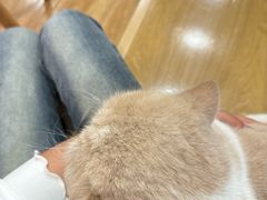 -滚猫咖啡·猫咖·猫友好撸猫(未来城店)