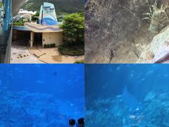 -香港海洋公园