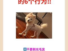 -爱侣·安琦尔宠物医院·中兽医针灸·心内科·狂犬免疫点(宝山区院)