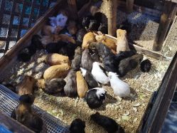 -酷嗒动物文化乐园(cutezoo西溪乐天城店)